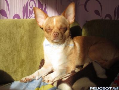 [Peugeot-Club.net] - IMG_3735.JPG