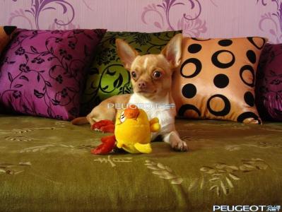 [Peugeot-Club.net] - IMG_3777.JPG