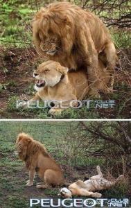 peugeot-lab.net - x_af8322da.jpg