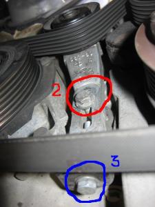 натежник гены.jpg