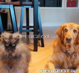 [Peugeot-Club.net] - 208668_581204031904517_1909332343_n.jpg