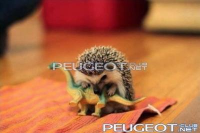 [Peugeot-Club.net] - k3dumTVnP3Q.jpg