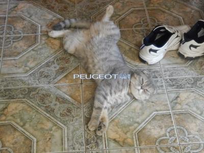 [Peugeot-Club.net] - DSCN1980.JPG