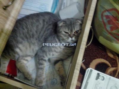 [Peugeot-Club.net] - IMG_20140718_170215.jpg