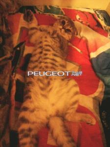 [Peugeot-Club.net] - 0_1_4.jpg