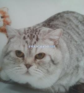 [Peugeot-Club.net] - image-aeb4e812fe3f2d08310f275d683483f0f184c1ffc62411547109d765055a43c6-V.jpg