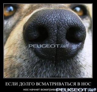 peugeot-lab.net - demotivator113.jpg