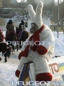 peugeot-lab.net - getImage2.jpeg