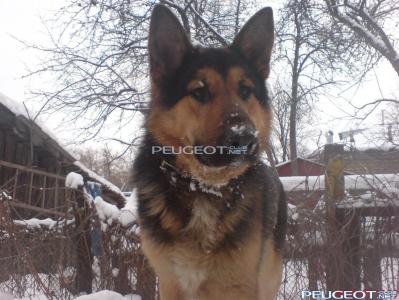 [Peugeot-Club.net] - DSC0289пес.JPG