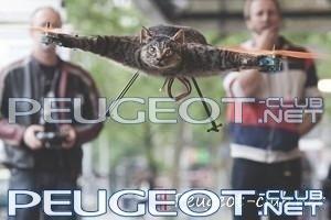peugeot-lab.net - cat.jpg