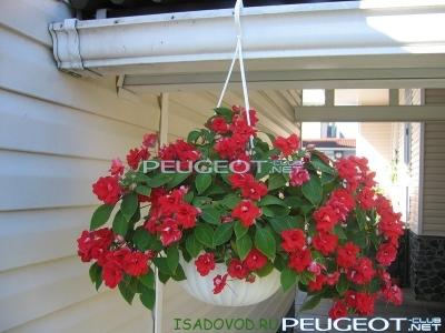 [Peugeot-Club.net] - Бальзамин.jpg
