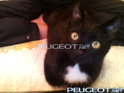 [Peugeot-Club.net] - Video call snapshot 3.png