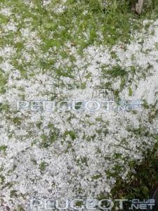 [Peugeot-Club.net] - image (1).jpg