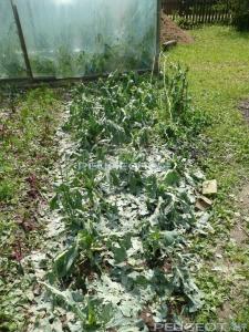 [Peugeot-Club.net] - P1040754.JPG