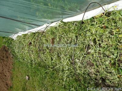 [Peugeot-Club.net] - P1040761.JPG