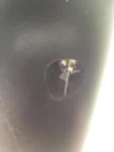 Левое зеркало.jpeg