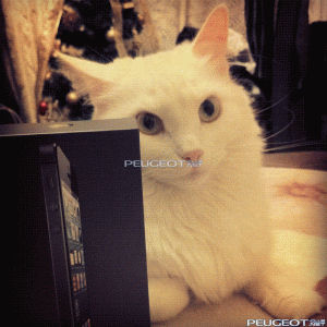 [Peugeot-Club.net] - IMG_0791.GIF