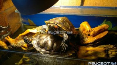 [Peugeot-Club.net] - 22042012485.jpg