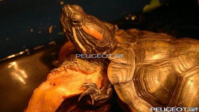 [Peugeot-Club.net] - 16042012375.jpg