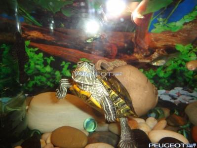 [Peugeot-Club.net] - DSC00113.JPG