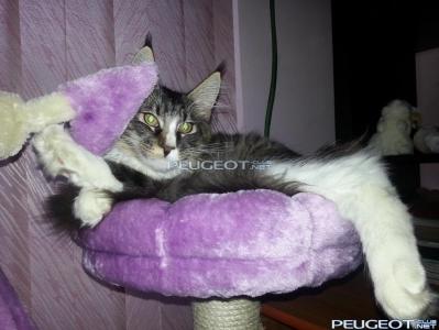 [Peugeot-Club.net] - 20130921_083825.jpg