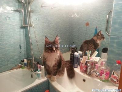 [Peugeot-Club.net] - 20130922_135306.jpg