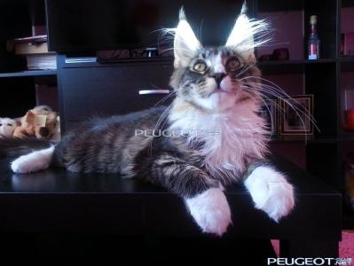 [Peugeot-Club.net] - 20130817_074102_ул. Красная.jpg