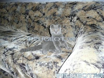 [Peugeot-Club.net] - getImage3.jpeg