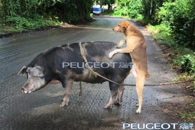 [Peugeot-Club.net] - prikol00352.jpg