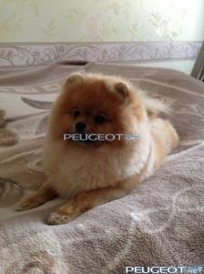 [Peugeot-Club.net] - c74Y59Ui5i4.jpg