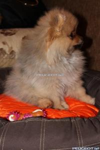 [Peugeot-Club.net] - IMG_1683.JPG