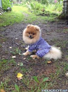 [Peugeot-Club.net] - wcysIxHrAG0.jpg