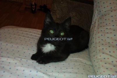 [Peugeot-Club.net] - IMAG0104.jpg