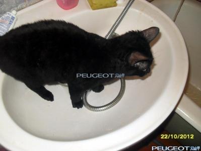 [Peugeot-Club.net] - SDC19714.jpg