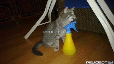 [Peugeot-Club.net] - 12100223.jpg