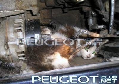 [Peugeot-Club.net] - 261903x400.jpg