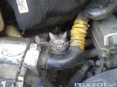 [Peugeot-Club.net] - Не-мое-авто-кот-в-душу-466964.jpeg