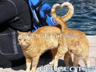 [Peugeot-Club.net] - 1354173013_prikolnye-kartinki-10.jpg