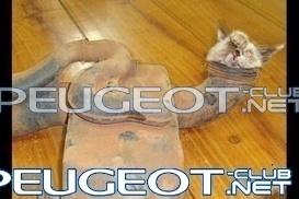 [Peugeot-Club.net] - s_643.jpg
