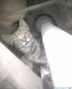 [Peugeot-Club.net] - 88cd448176e9cc88-large.jpg