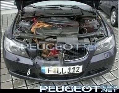 [Peugeot-Club.net] - bmw_deer_03.jpg