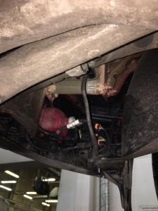 Ниша лев.jpeg