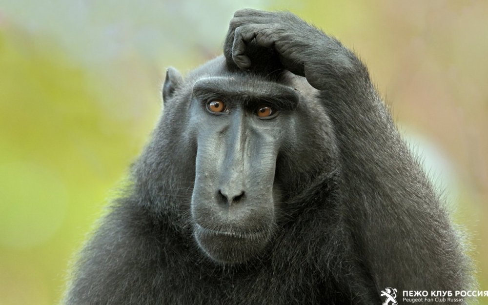 36-скачать-фото-обезьяны.jpg